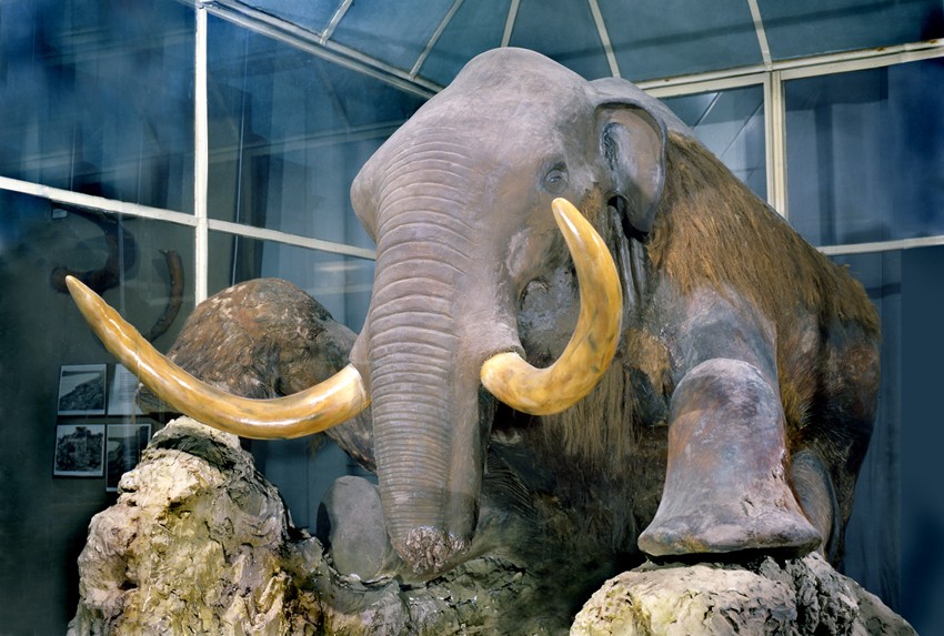 Zoological Museum (Source: Google Maps)