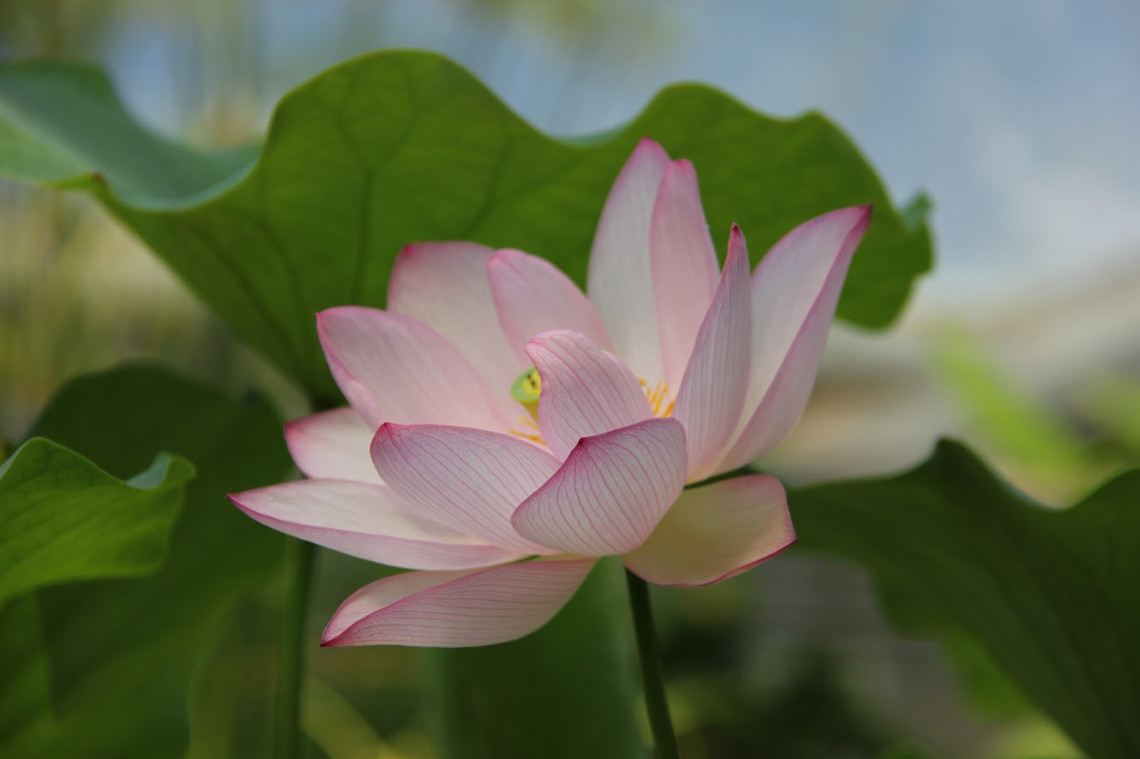 Aarhus Botanical Gardens (Source: Google Maps)