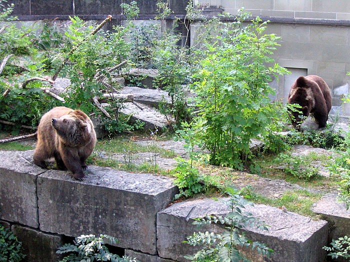 Bear Park (BärenPark) (Source: Google Maps)