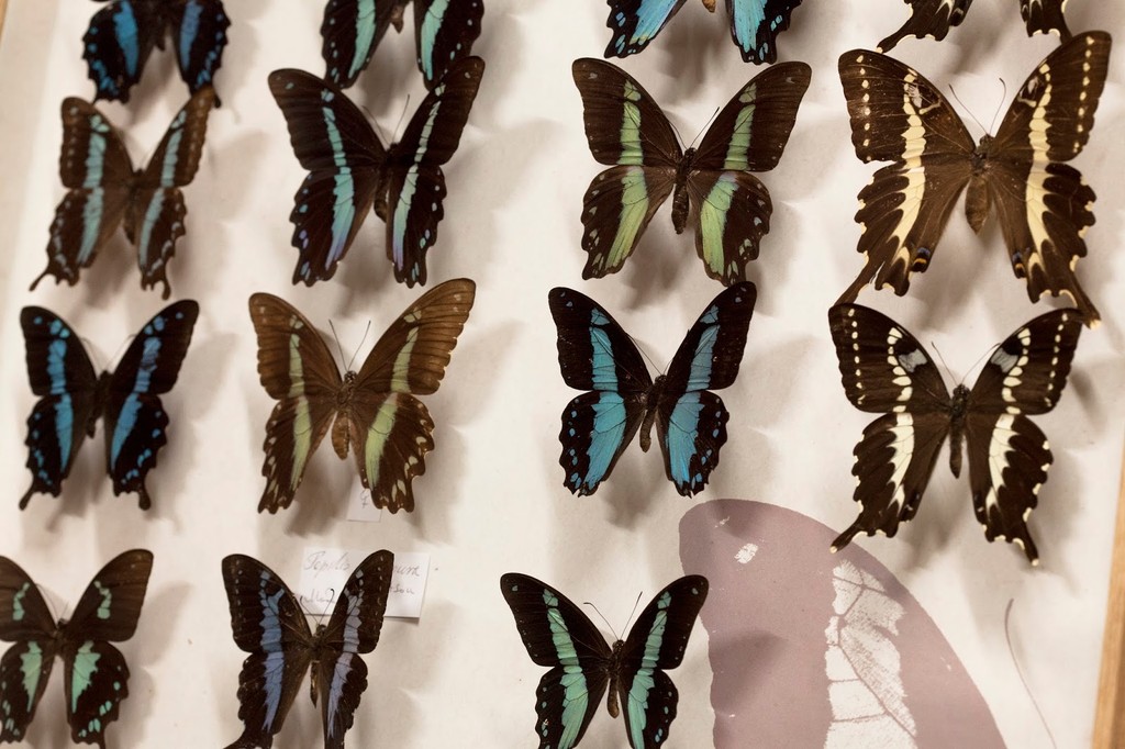 Muzeum Motyli Arthropoda (Source: Google Maps)