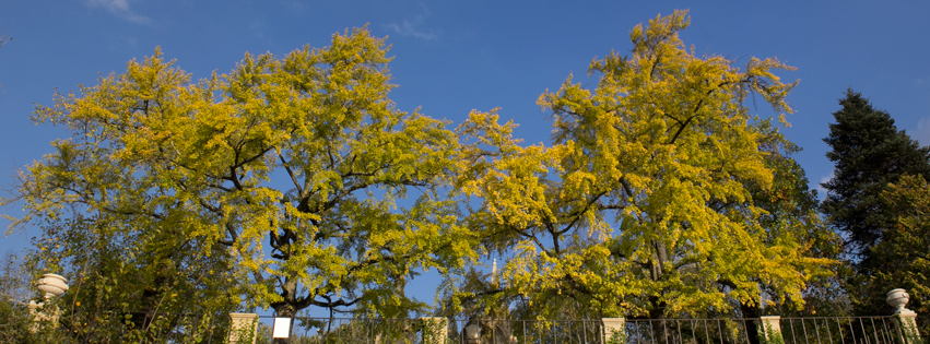 Botanical Garden of the University of Coimbra (Source: Google Maps)