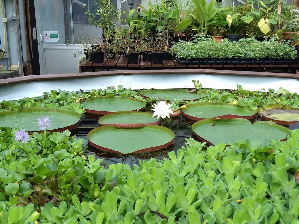 Durham University Botanic Garden (Source: Google Maps)