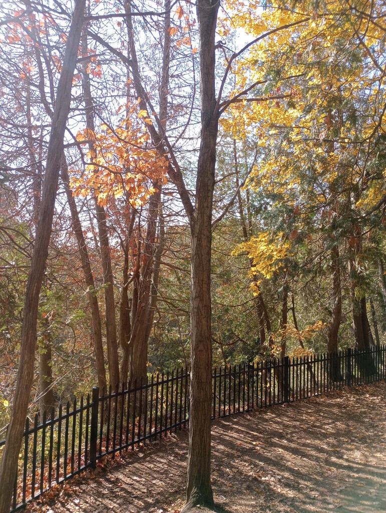 Victoria Park (Source: Google Maps)