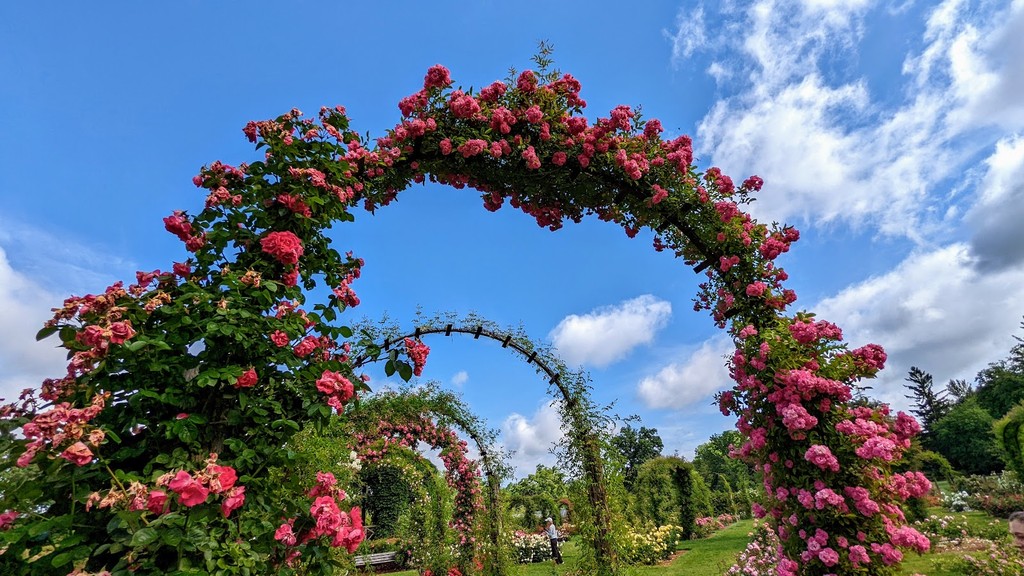 Elizabeth Park Rose Garden (Source: Google Maps)