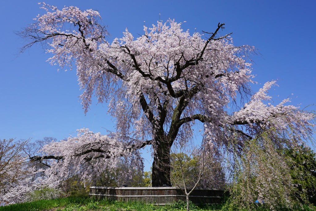 Maruyama Park (Source: Google Maps)