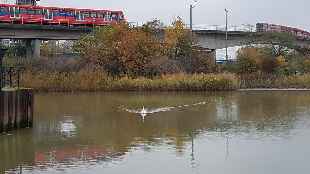 East India Dock Basin (Source: Google Maps)