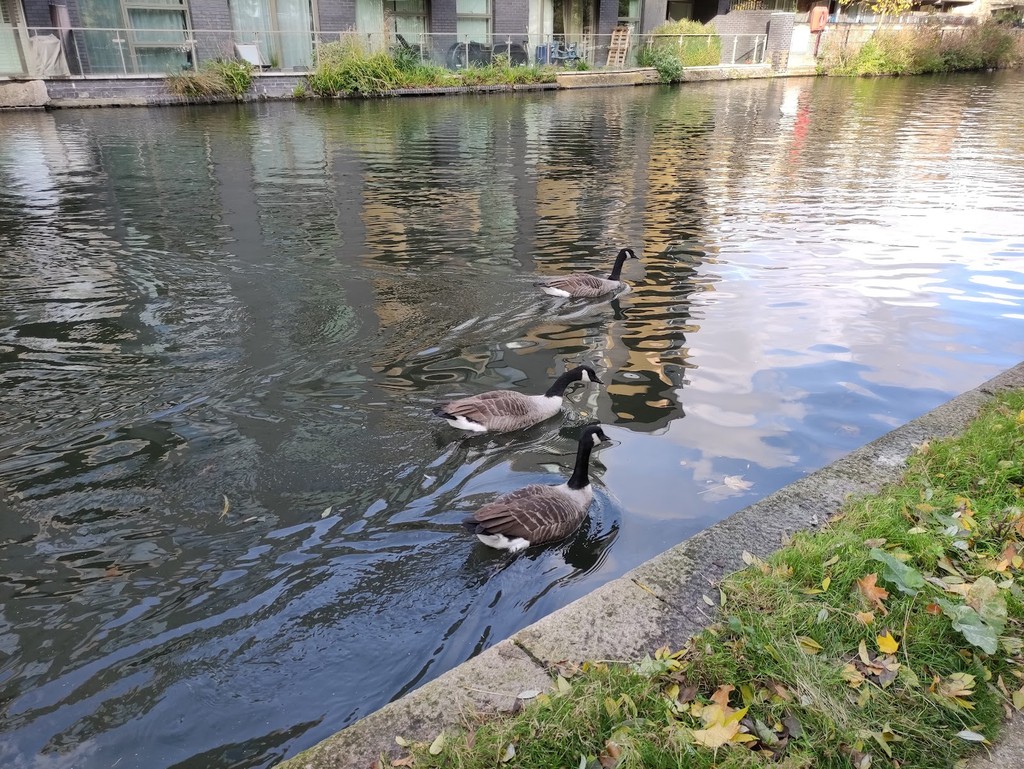 Little Venice (Source: Google Maps)