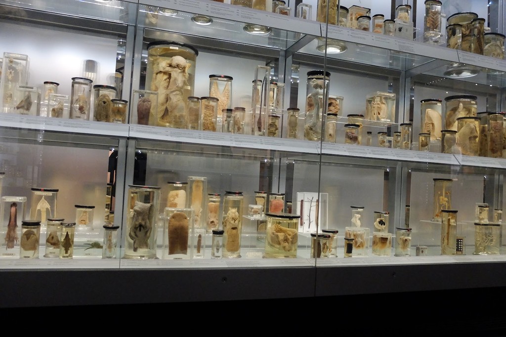 The Hunterian Museum (Source: Google Maps)