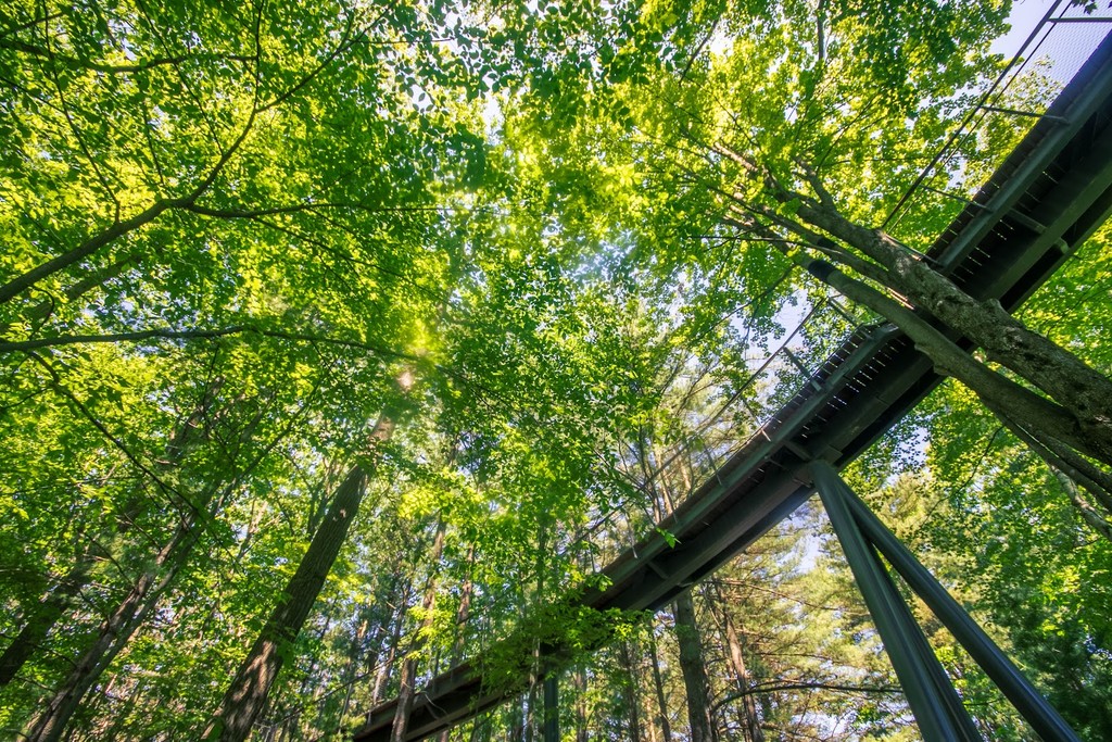Whiting Forest of Dow Gardens (Source: Google Maps)