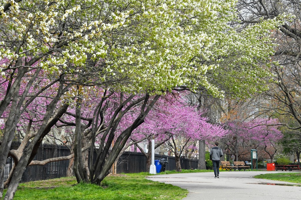 McCarren Park (Source: Google Maps)