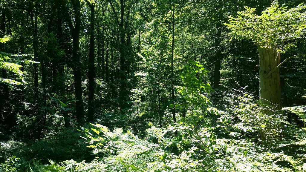 Morris Park (Source: Google Maps)