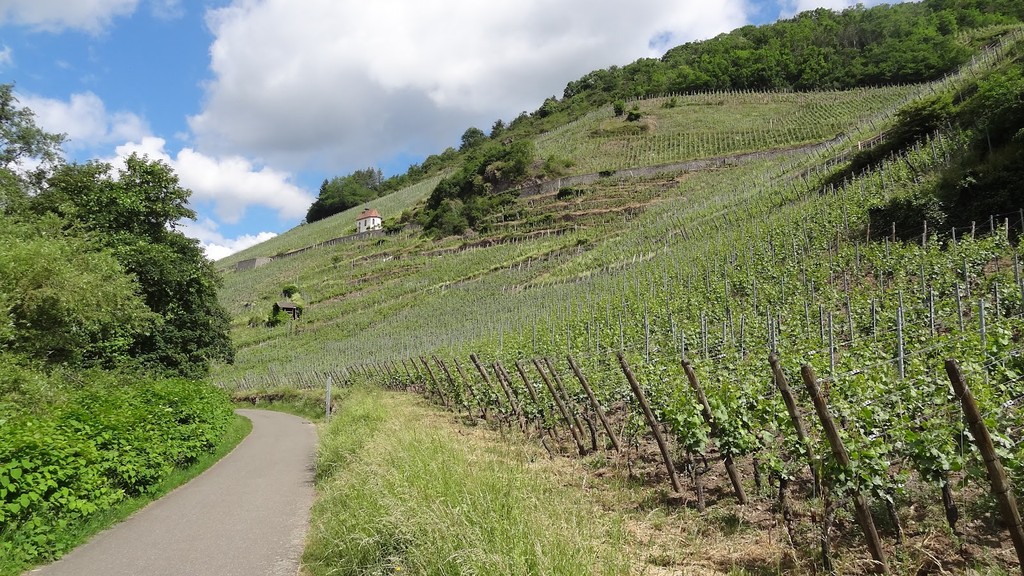 Rangen Vineyard (Source: Google Maps)