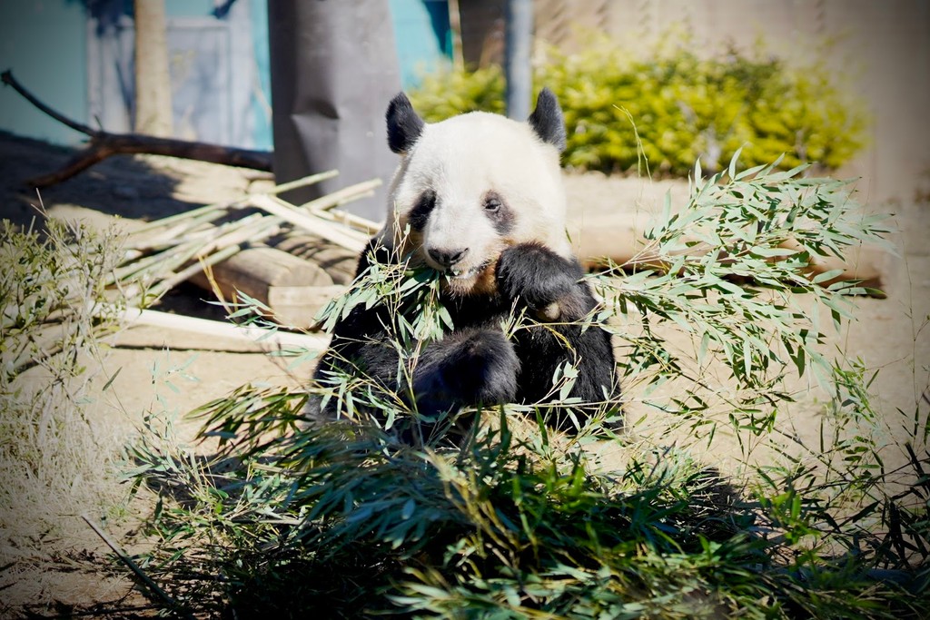Ueno Zoo (Source: Google Maps)